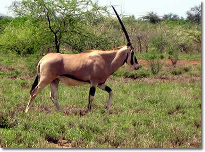 kudu_ethiopia