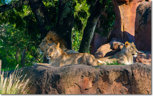 lost-lion-pride-found